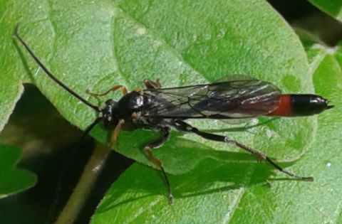 Ichneumonidae: Dusona sp.